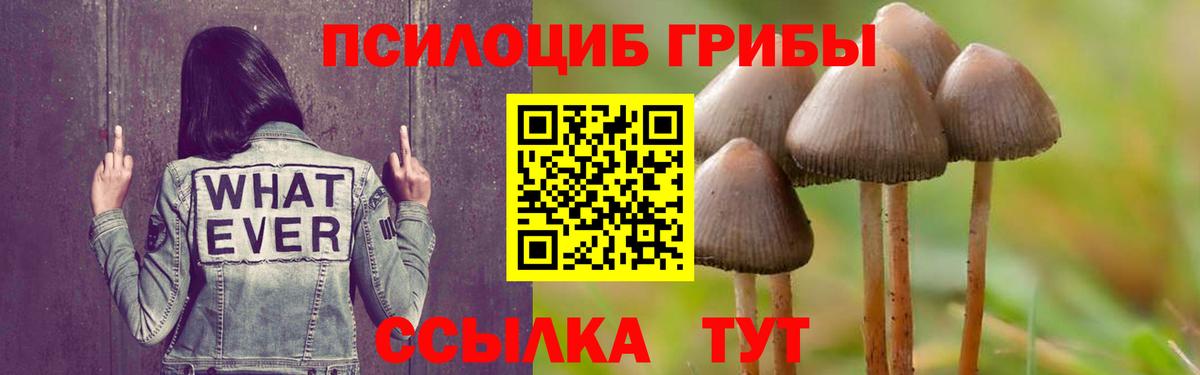 Каменск-Шахтинский  Галлюциногенные грибы Psilocybe  Псилоцибиновые грибы GOLDEN TEACHER  Вход с VPN 